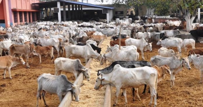 Image result for Osinbajo flags off National Livestock Transformation Plan  in Adamawa