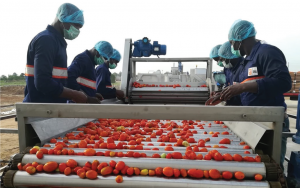 Tomato Processing: In Kebbi State part of Nigeria’s food basket. Investment in this area is worth considering