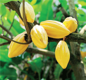 Cocoa Cultivation & Processing