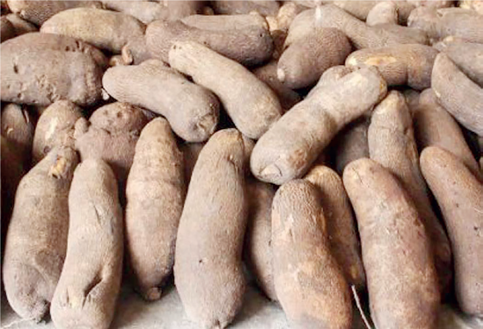 Yam Production And Processing